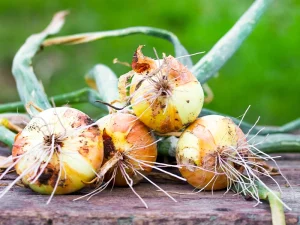 ကြက်သွန်ခင်းများတွင်အဖြစ်များလာသော Botrytis (မီးခိုးရောင်မှို) ရောဂါ