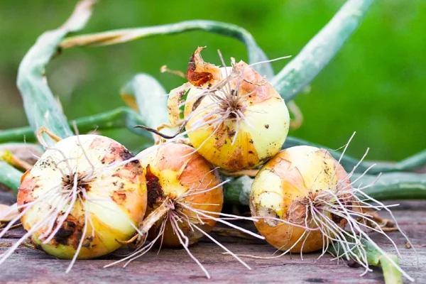 ကြက်သွန်ခင်းများတွင်အဖြစ်များလာသော Botrytis (မီးခိုးရောင်မှို) ရောဂါ