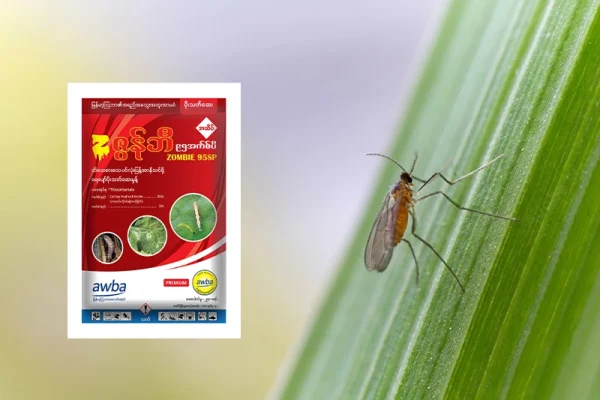 စပါးကြက်သွန်မြိတ်ပိုး (Rice Gall Midge) ကာကွယ်နှိမ်နင်းနည်း