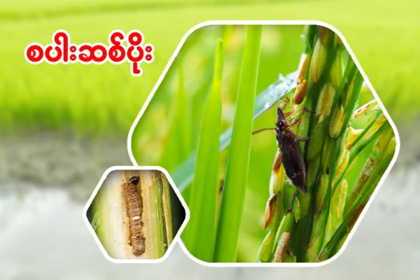 စပါးဆစ်ပိုး (Paddy Stem Borer) ကာကွယ်နှိမ်နင်းနည်း