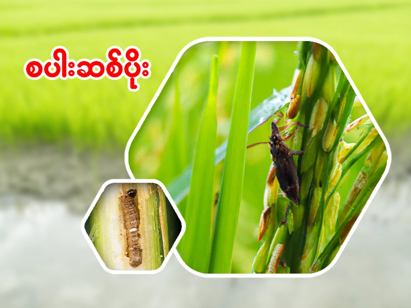 စပါးဆစ်ပိုးကာကွယ်နှိမ်နင်းနည်း