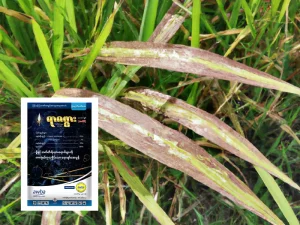 စပါးဘက်တီးရီးယား ရွက်ခြောက်ရောဂါ (Bacterial Leaf Blight) ကာကွယ်နှိမ်နင်းနည်း