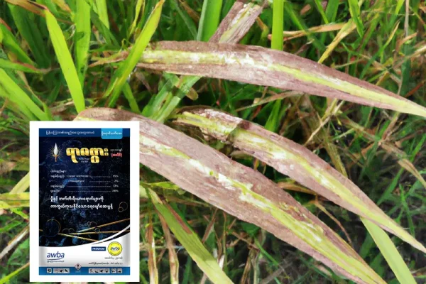 စပါးဘက်တီးရီးယား ရွက်ခြောက်ရောဂါ (Bacterial Leaf Blight) ကာကွယ်နှိမ်နင်းနည်း