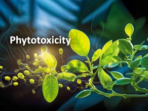 အပင်ဆေးလောင်ခြင်း (Phytotoxicity) ကို ကုသနည်း
