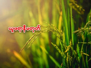 စပါးယူဖရာ (လောင်မီး) ရောဂါ အကြောင်း သိကောင်းစရာ