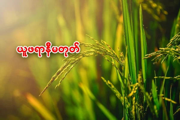 စပါးယူဖရာ (လောင်မီး) ရောဂါ အကြောင်း သိကောင်းစရာ