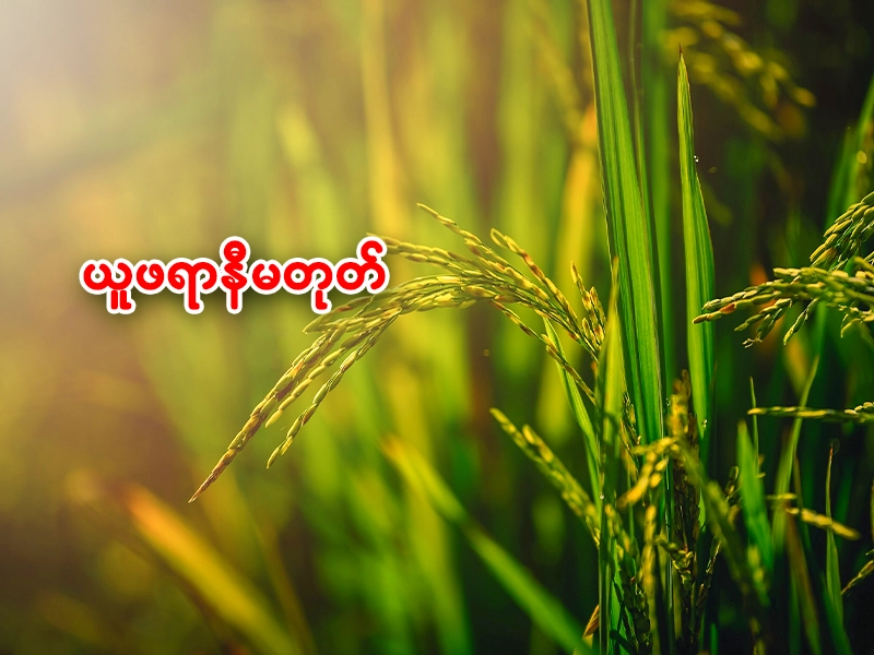 စပါးယူဖရာ (လောင်မီး) ရောဂါ အကြောင်း သိကောင်းစရာ