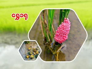 စပါးခင်းရဲ့ ရန်သူတော် “ရွှေခရု”  နှိမ်နင်းရေးလမ်းညွှန်
