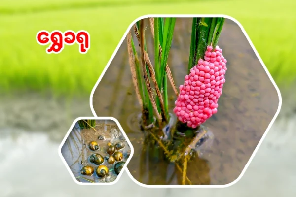 စပါးခင်းရဲ့ ရန်သူတော် “ရွှေခရု”  နှိမ်နင်းရေးလမ်းညွှန်