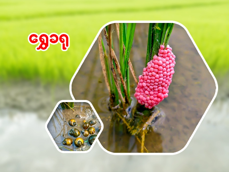 ရွှေခရု နှိမ်နင်းနည်း