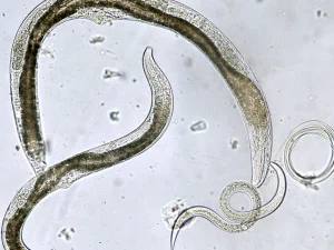 နီမတုတ် ( Nematodes) ဆိုတာ ဘာလဲ