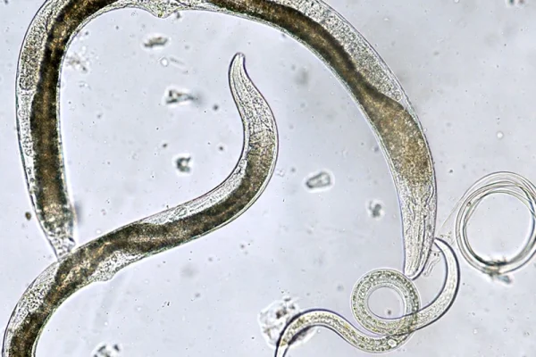 နီမတုတ် ( Nematodes) ဆိုတာ ဘာလဲ