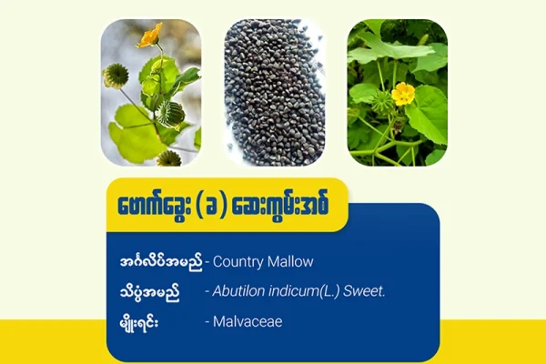ဆေးကွမ်းအစ် (ခ) ဗောက်ခွေး(Country mallow)
