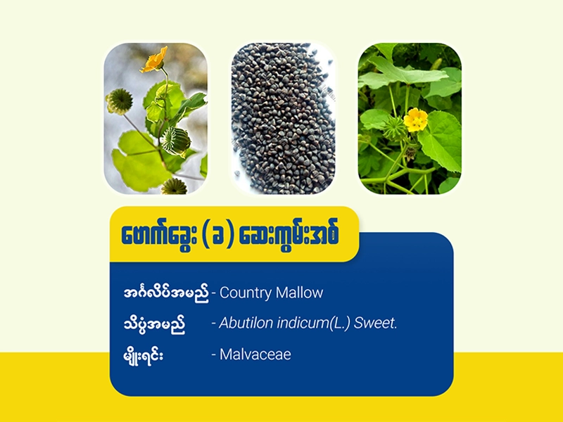 ဆေးကွမ်းအစ် (ခ) ဗောက်ခွေး(Country mallow)