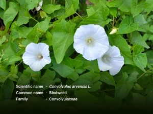 ကောက်ရိုးနွယ်/ မက်ဆီပက်ပေါင်း ( Bindweed )