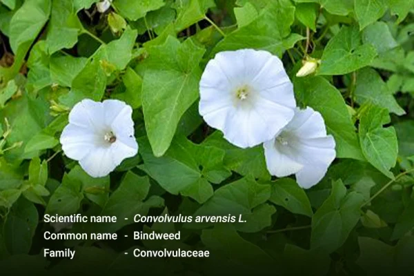 ကောက်ရိုးနွယ်/ မက်ဆီပက်ပေါင်း ( Bindweed )
