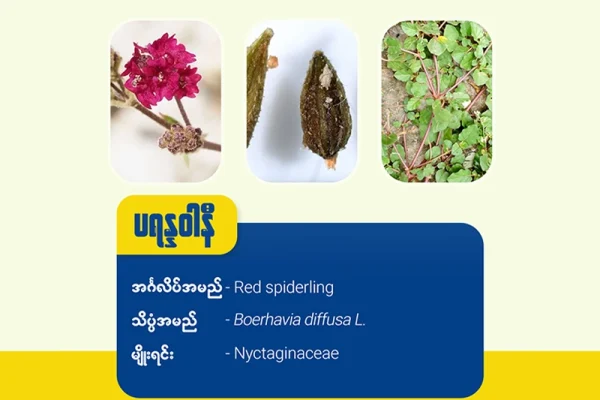 ပရန္နဝါနီ ( Red spiderling)