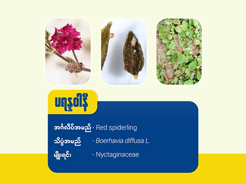 ပရန္နဝါနီ ( Red spiderling)