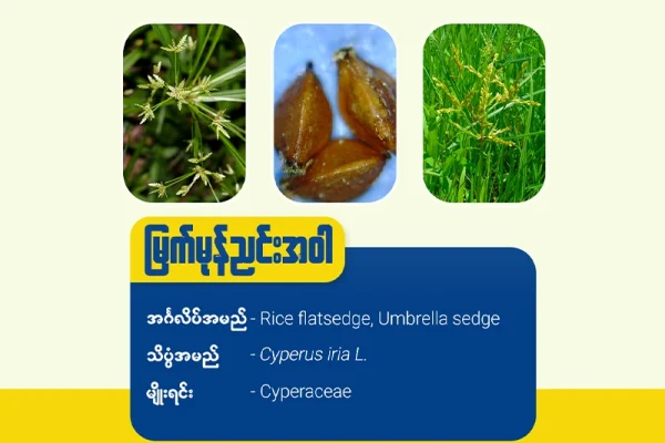 မြက်မုန်ညင်းအဝါ (Rice flat sedge/Umbrella sedge)