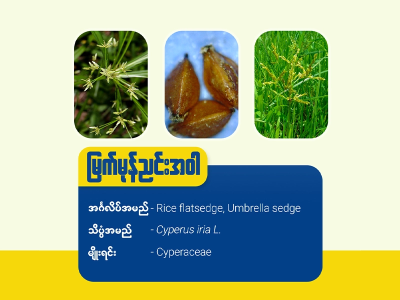 မြက်မုန်ညင်းအဝါ (Rice flat sedge/Umbrella sedge)