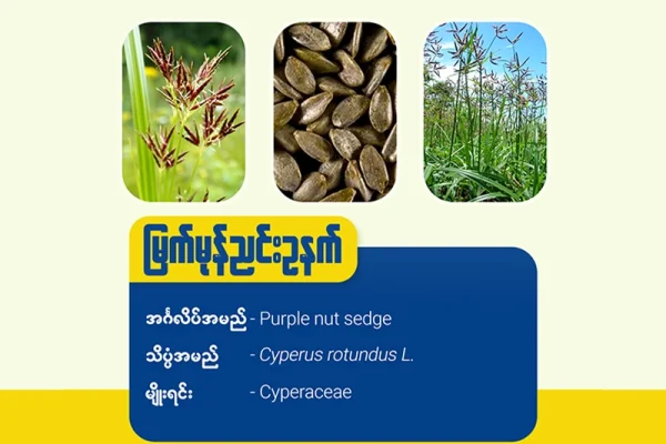 မြက်မုန်ညင်းဥနက် (Purple nut sedge)