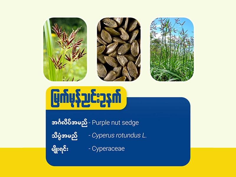 မြက်မုန်ညင်းဥနက် (Purple nut sedge)