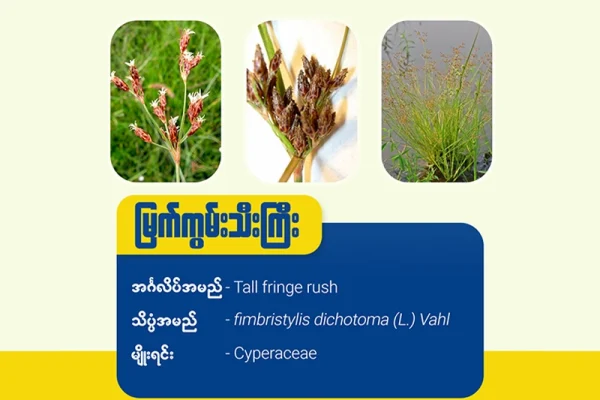 မြက်ကွမ်းသီးကြီး (Tall fringe rush)