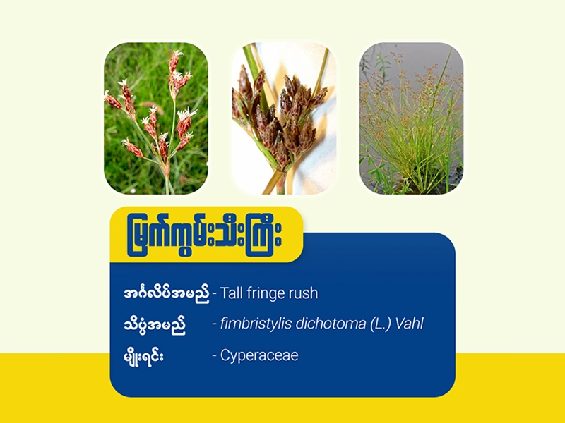 မြက်ကွမ်းသီးကြီး (Tall fringe rush)