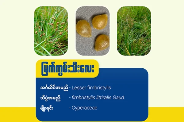 မြက်ကွမ်းသီးလေး (Lesser fimbristylis)