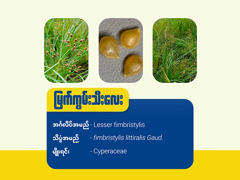 မြက်ကွမ်းသီးလေး (Lesser fimbristylis)
