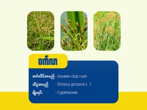 ဝက်လာ (Greater club rush) မြက်