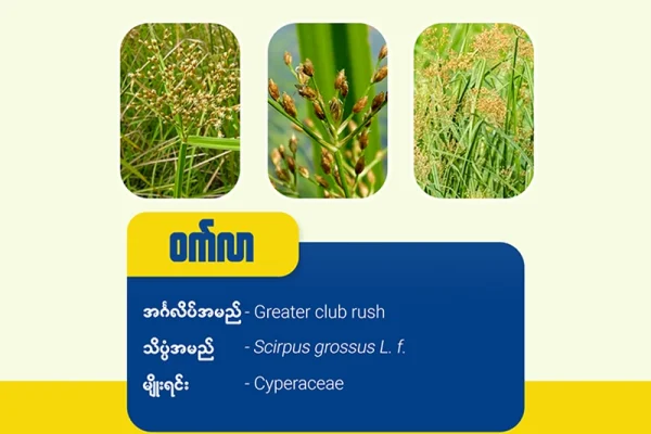 ဝက်လာ (Greater club rush)