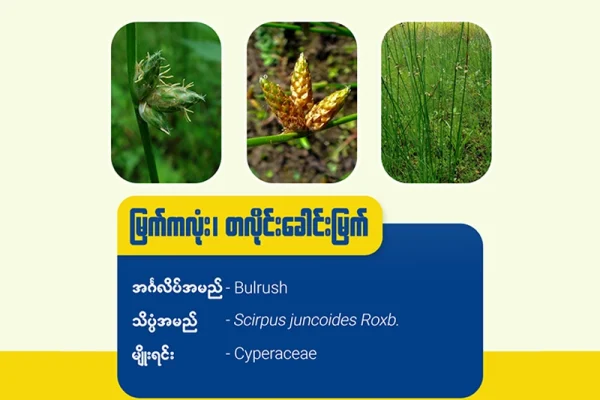 မြက်ကလုံး၊တလိုင်းခေါင်းမြက် (Bulrush)