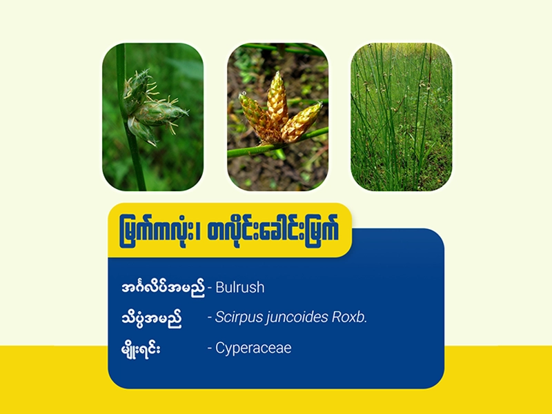 မြက်ကလုံး၊တလိုင်းခေါင်းမြက် (Bulrush)