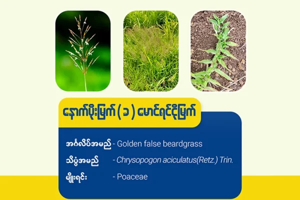 နောက်ပိုးမြက်(ခ)မောင်ရင်ငိုမြက်(Golden false beardgrass)