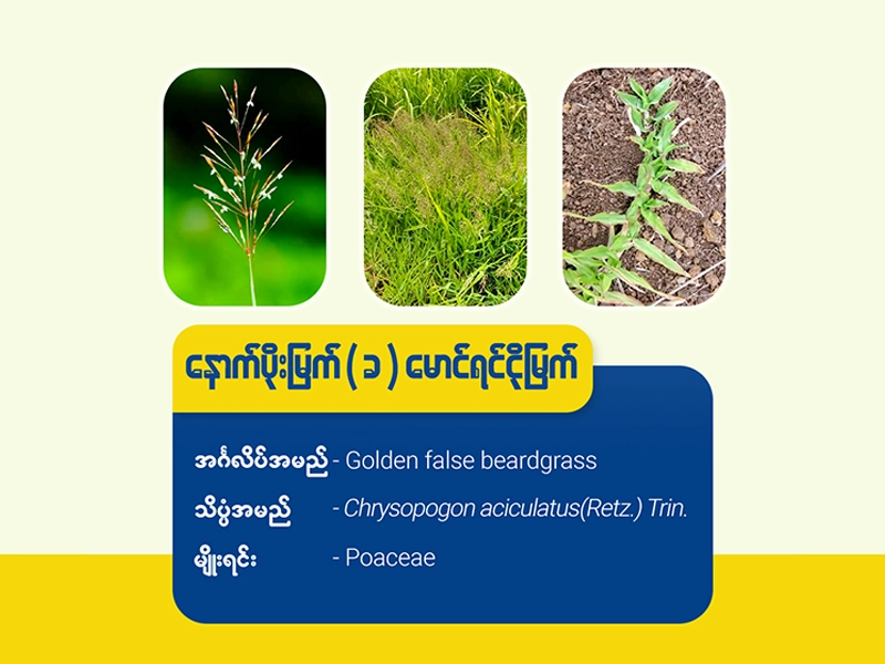 နောက်ပိုးမြက်(ခ)မောင်ရင်ငိုမြက်(Golden false beardgrass)