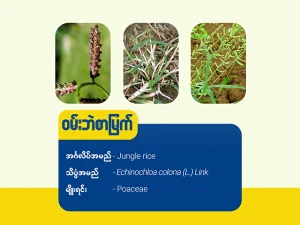 ဝမ်းဘဲစာမြက် (Jungle rice)