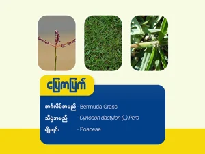 မြေဇာမြက် ( Bermuda grass)