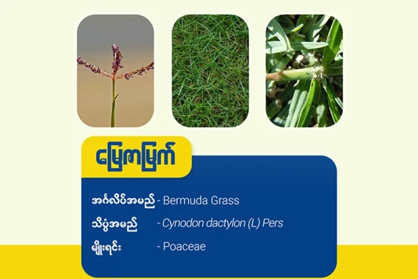 မြေဇာမြက် ( Bermuda grass)