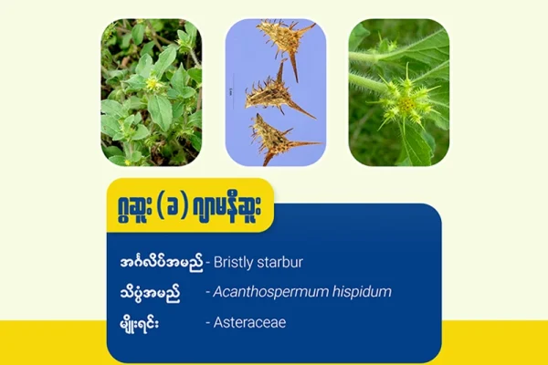 ဂွဆူး (ခ) ဂျာမနီဆူး ( Bristly starbur )