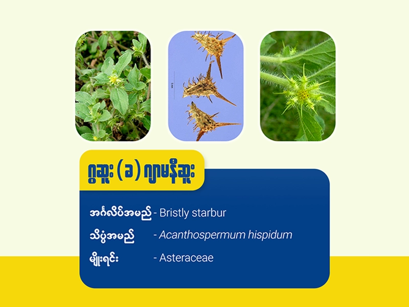 ဂွဆူး (ခ) ဂျာမနီဆူး ( Bristly starbur )