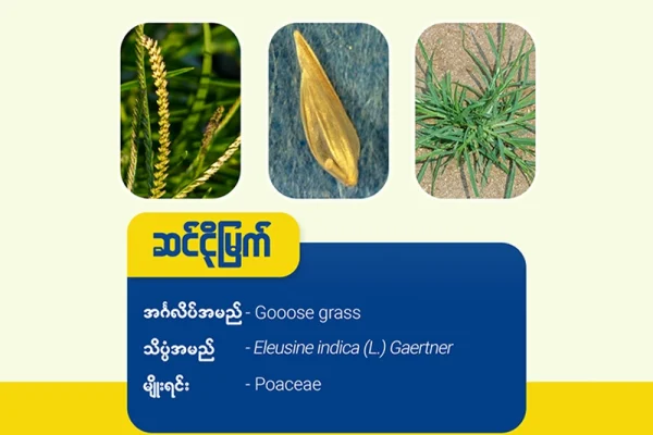 ဆင်ငိုမြက်(Goose grass)