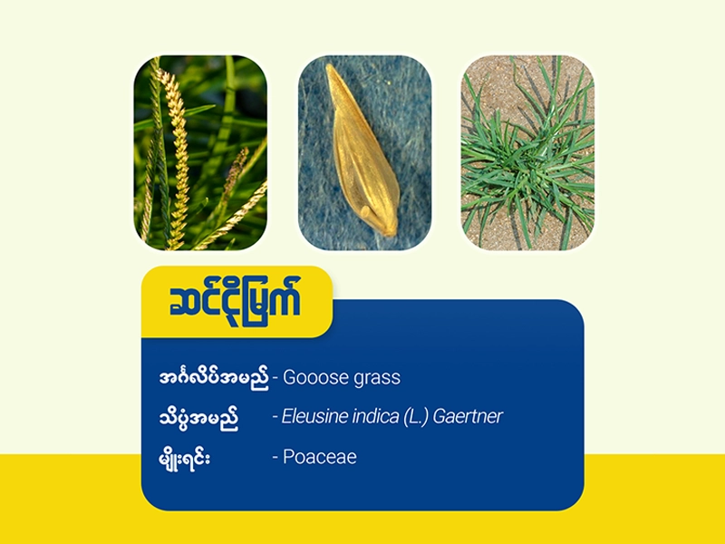 ဆင်ငိုမြက်(Goose grass)