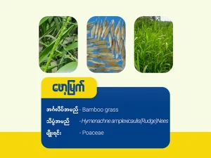 ဖော့မြက်(Bamboo grass)