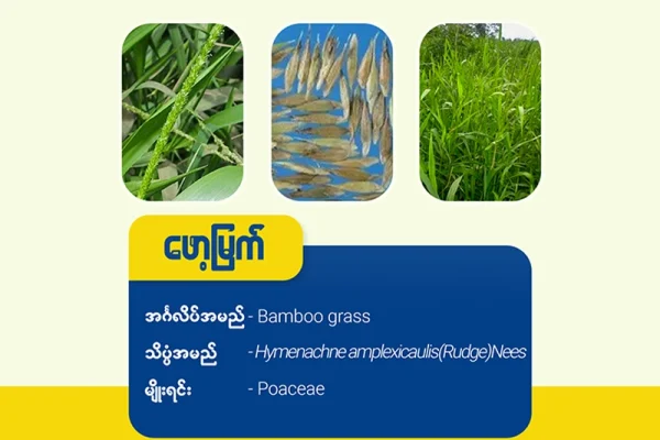 ဖော့မြက်(Bamboo grass)