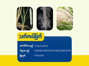 သက်ကယ်မြက်(Cogon grass)