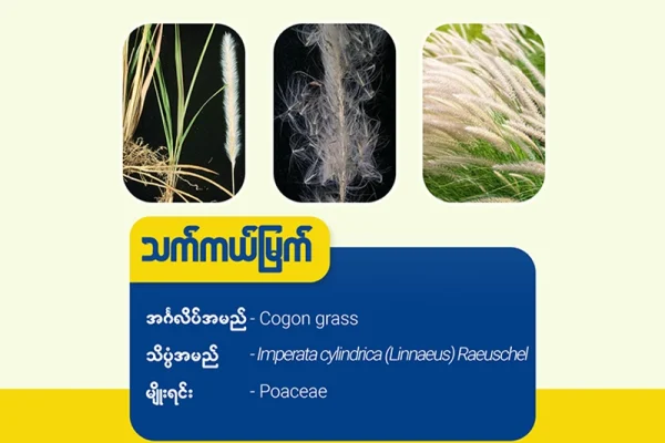 သက်ကယ်မြက်(Cogon grass)