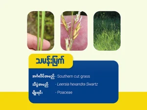 သမန်းမြက်(Southern Cut grass)