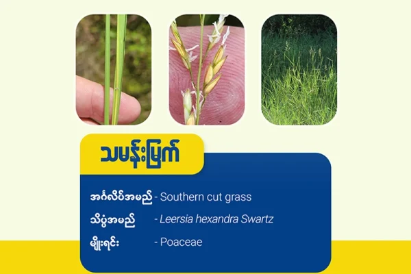 သမန်းမြက်(Southern Cut grass)