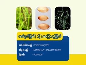 တက်ပွတ် /ကခြေသည်မြက် ( Saramolla Grass)